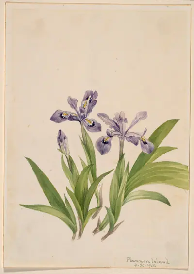 Crested Iris (Iris cristata)