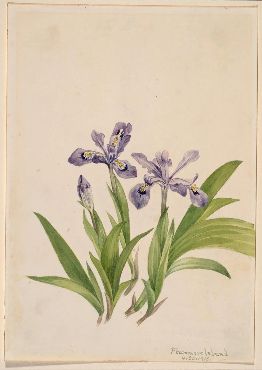 Crested Iris (Iris cristata) by Mary Vaux Walcott, born Philadelphia, PA 1860-died St. Andrews, New Brunswick, Canada 1940