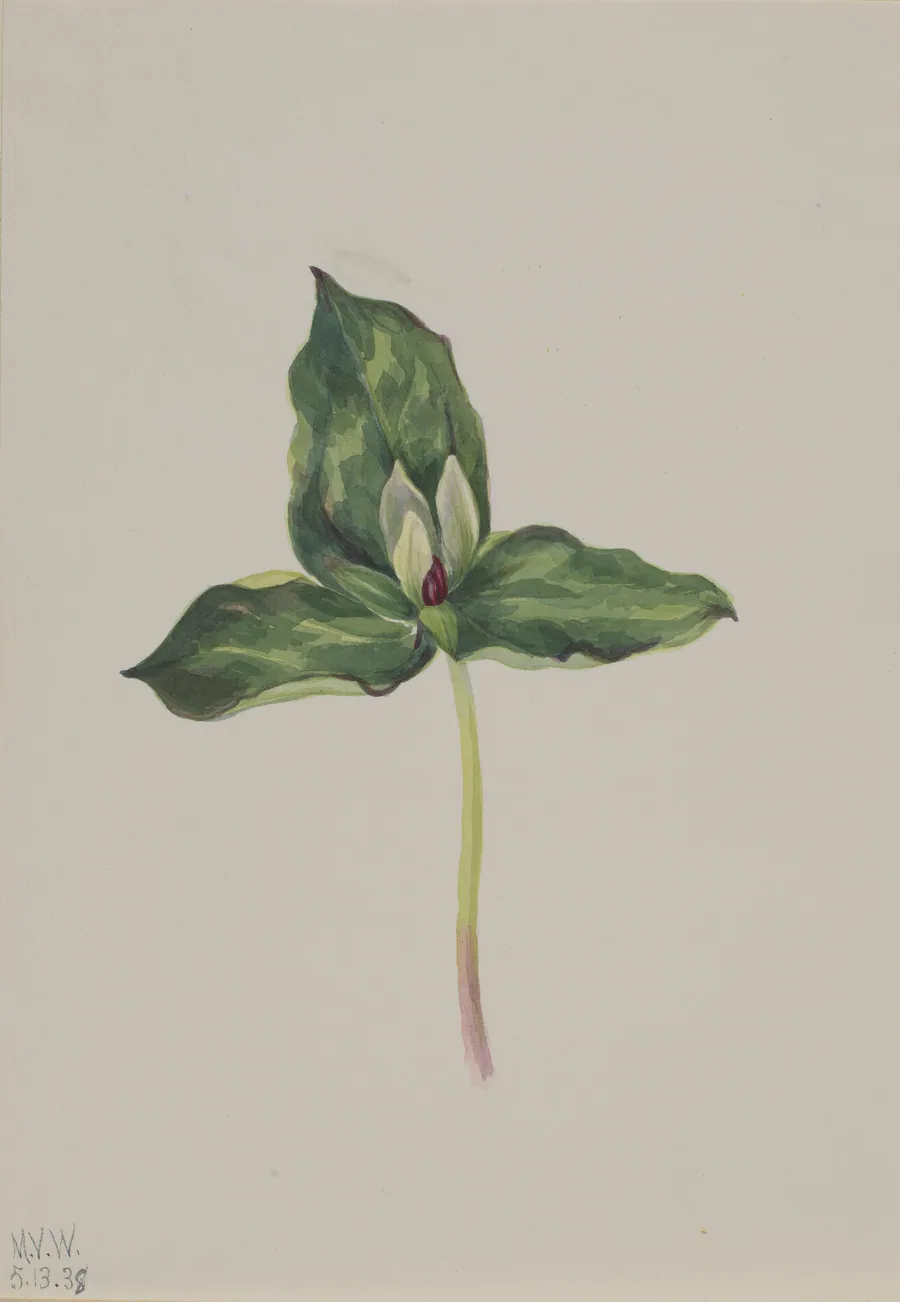 Trillium discolor by Mary Vaux Walcott, born Philadelphia, PA 1860-died St. Andrews, New Brunswick, Canada 1940