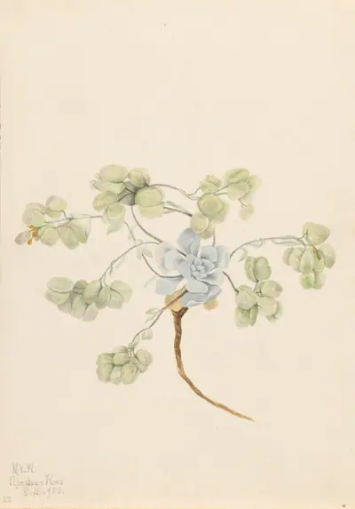 Double Bladderpod (Physaria didymocarpa)