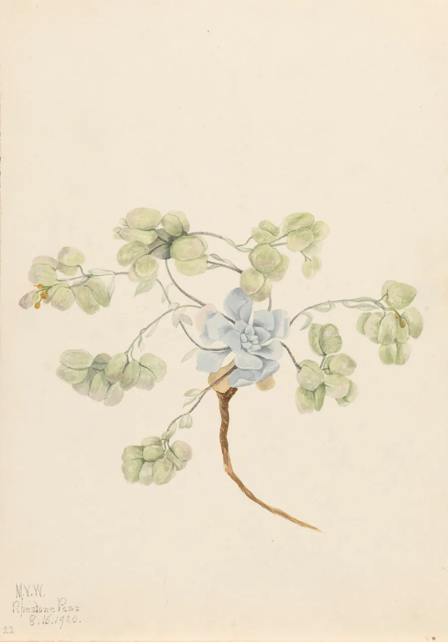 Double Bladderpod (Physaria didymocarpa) by Mary Vaux Walcott, born Philadelphia, PA 1860-died St. Andrews, New Brunswick, Canada 1940