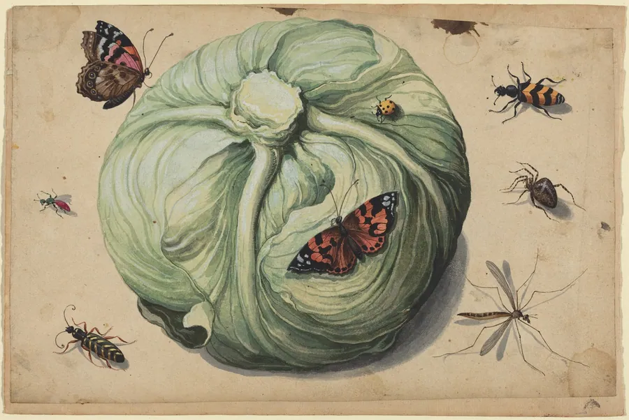 Head of Cabbage with Insects by Netherlandish 17th Century