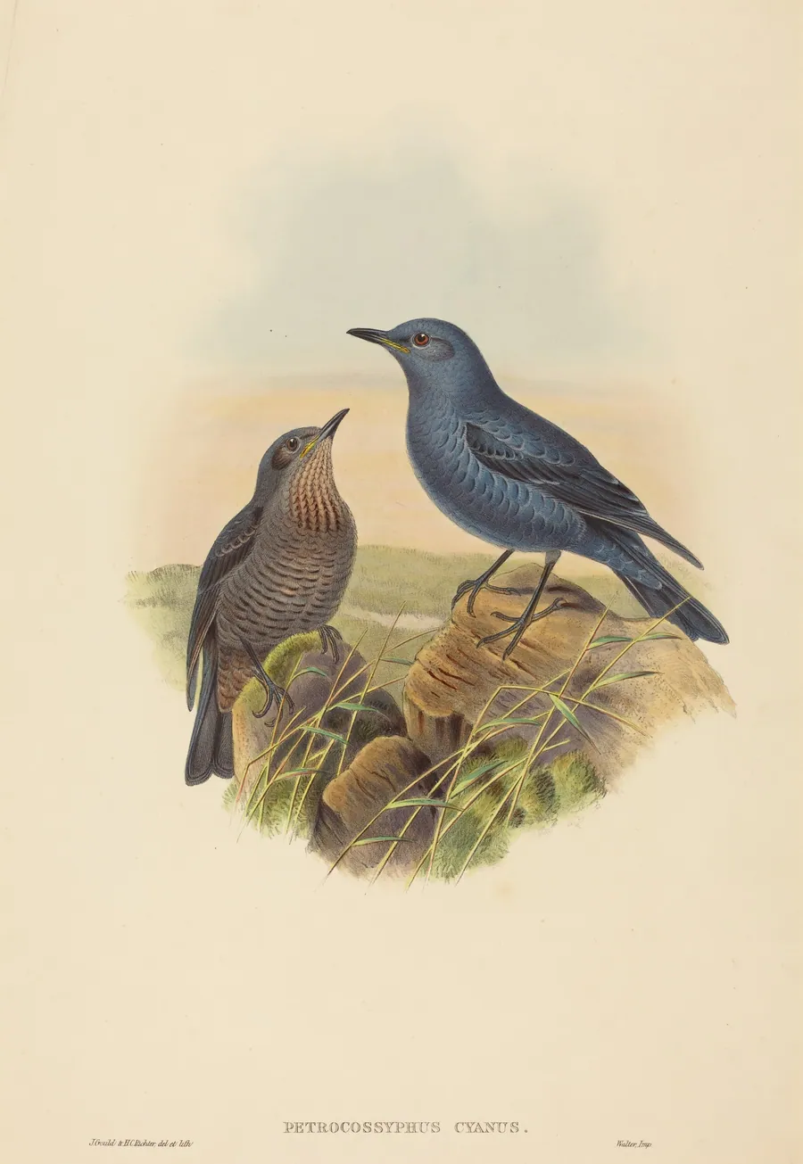 Petrocossyphus cyanus (Blue Rockthrush) by H.C. Richter
