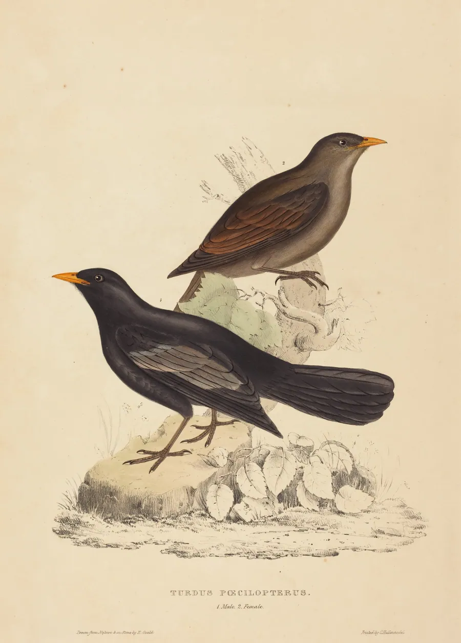 Turdus Poecilopterus (Aztec Thrush) by Elizabeth Gould