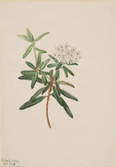 Labrador Tea (Ledum groenlandicum)