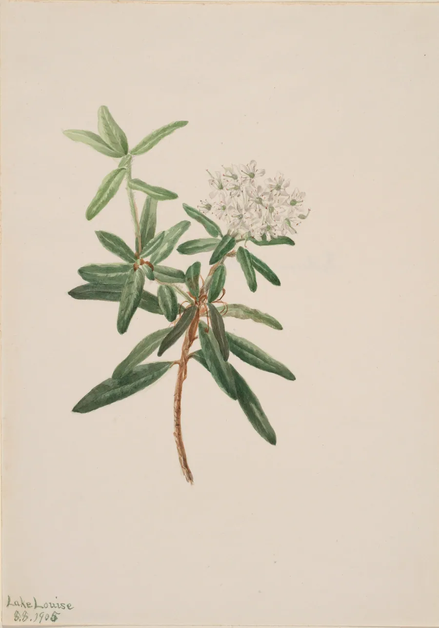 Labrador Tea (Ledum groenlandicum) by Mary Vaux Walcott, born Philadelphia, PA 1860-died St. Andrews, New Brunswick, Canada 1940