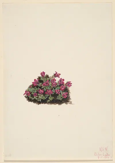 Purple Saxifrage (Saxifraga oppositifolia)