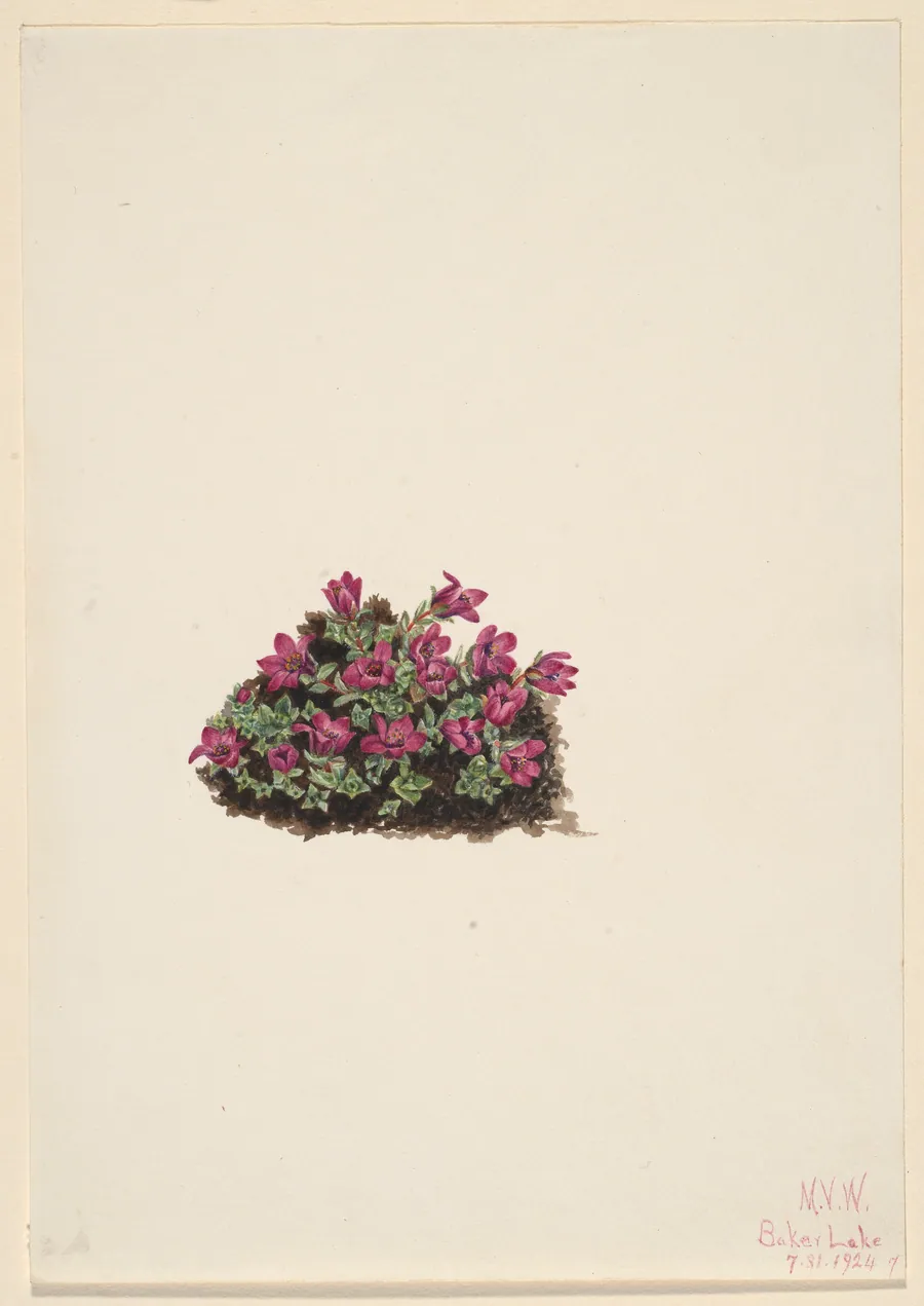 Purple Saxifrage (Saxifraga oppositifolia) by Mary Vaux Walcott, born Philadelphia, PA 1860-died St. Andrews, New Brunswick, Canada 1940