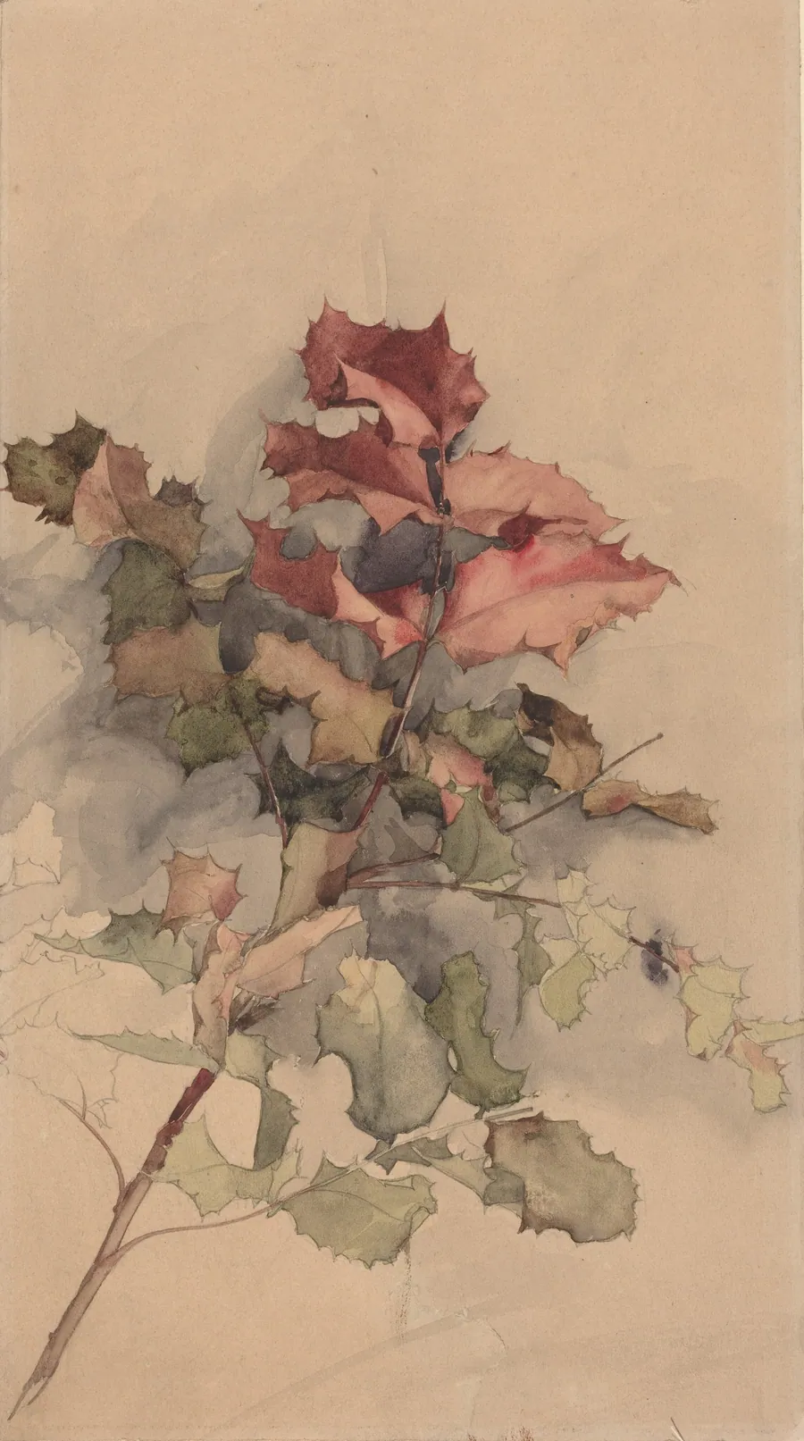 Study of the shrub by Karel Vitezslav Masek