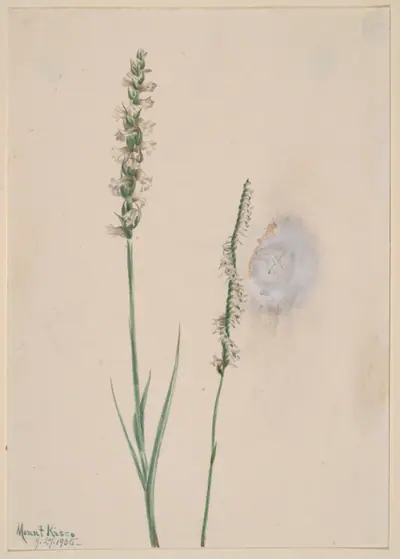 Nodding Ladies-Tresses (Ibidium cernum)