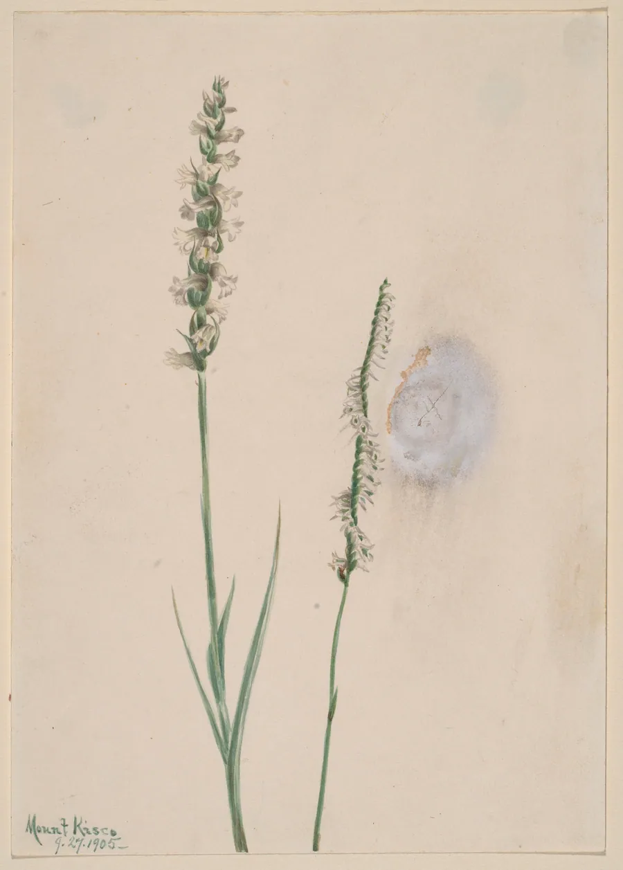 Nodding Ladies-Tresses (Ibidium cernum) by Mary Vaux Walcott, born Philadelphia, PA 1860-died St. Andrews, New Brunswick, Canada 1940