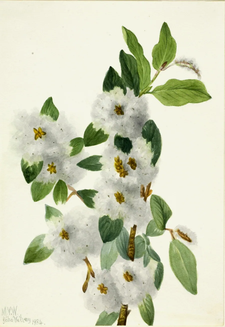 Rock Willow (Salix vestita) by Mary Vaux Walcott, born Philadelphia, PA 1860-died St. Andrews, New Brunswick, Canada 1940
