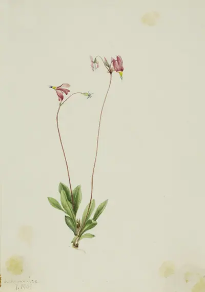 Slender Shootingstar (Dodecatheon pauciflorum)
