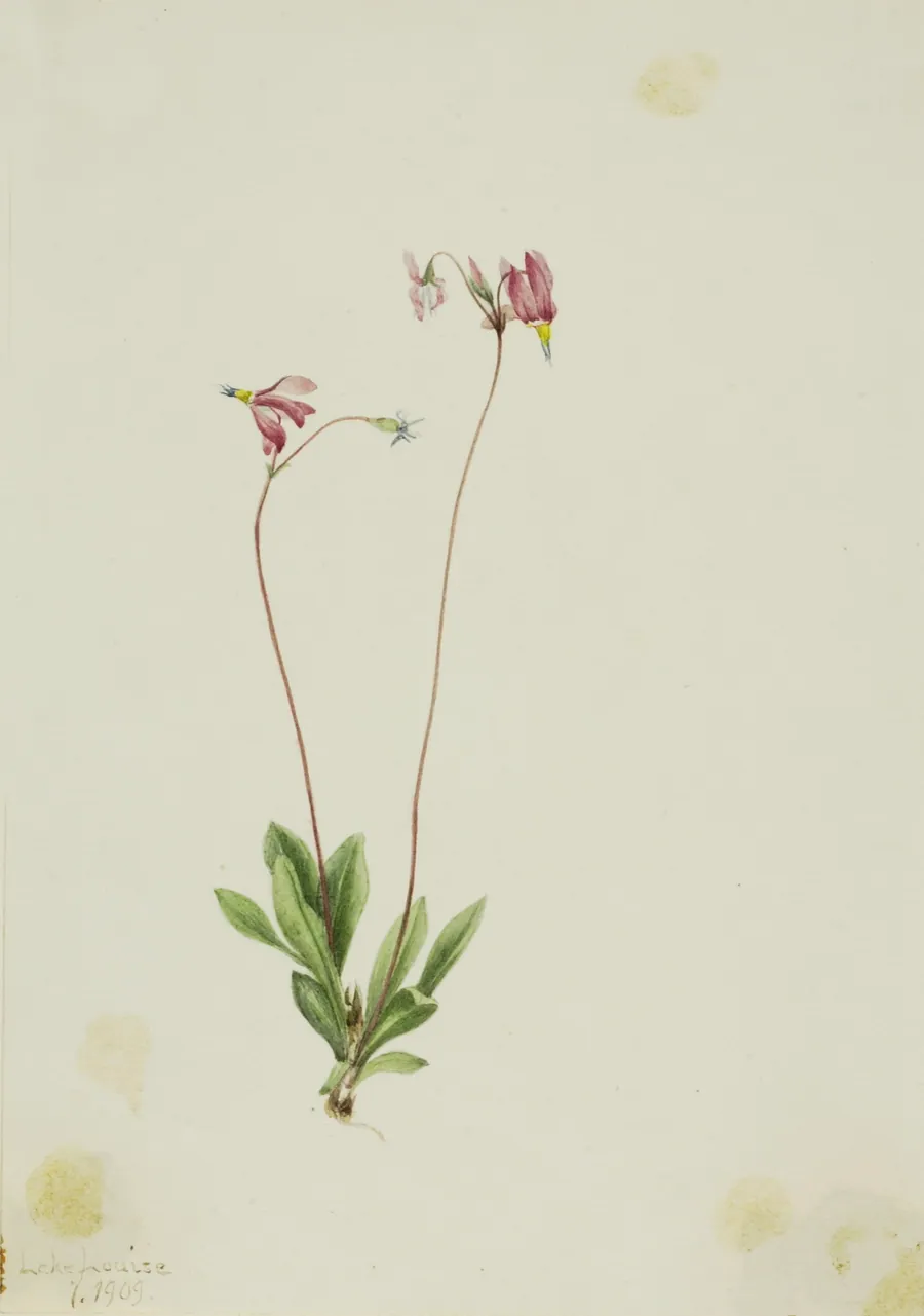 Slender Shootingstar (Dodecatheon pauciflorum) by Mary Vaux Walcott, born Philadelphia, PA 1860-died St. Andrews, New Brunswick, Canada 1940