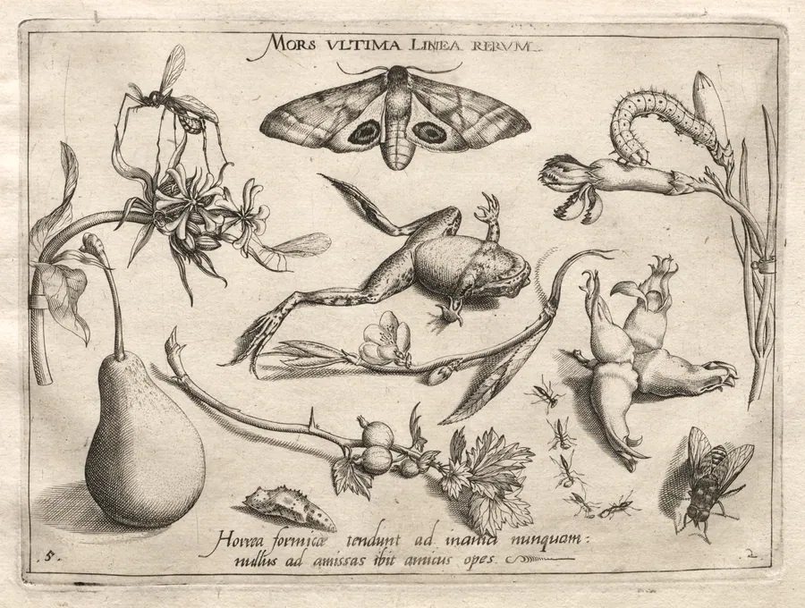 Archetypes and Studies: Death is the line that marks the end of all (Part II, plate 5) by Joris Hoefnagel