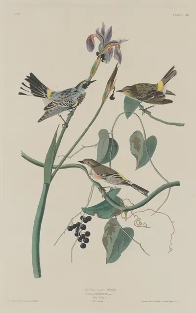 Yellow-crown Warbler