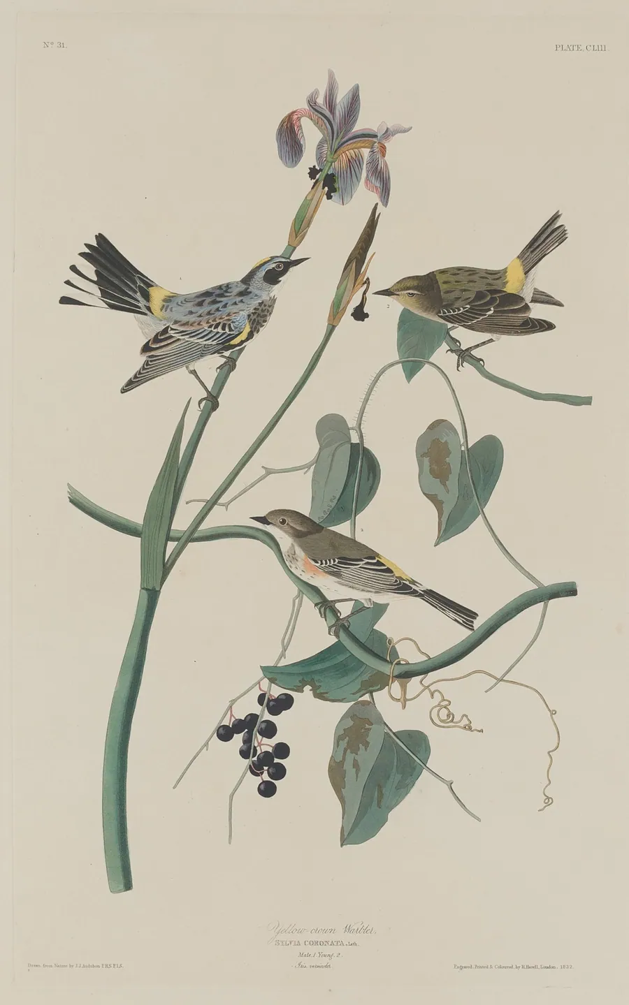 Yellow-crown Warbler by Robert Havell, Jr.