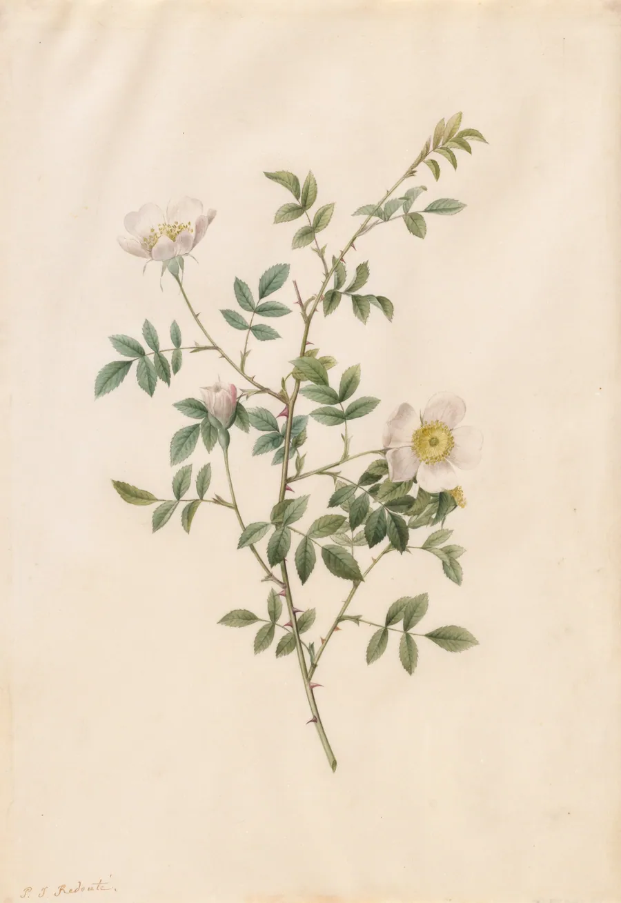 Brier Bush Rose or Dog Rose (Rosa Sepium Rosea) by Pierre-Joseph Redouté