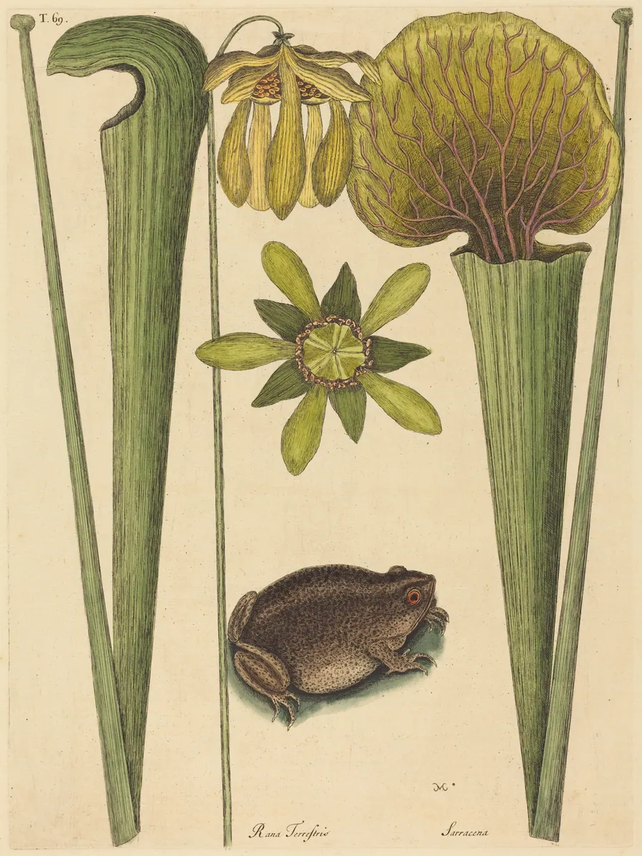 The Land Frog (Rana) by Mark Catesby