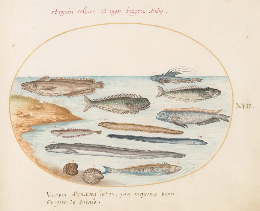 Plate 17: A Cod, Weever Fish, Eels, and Other Fish by Joris Hoefnagel