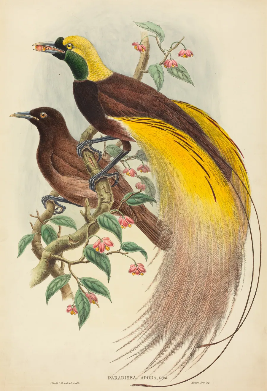 Bird of Paradise (Paradisea apoda) by John Gould
