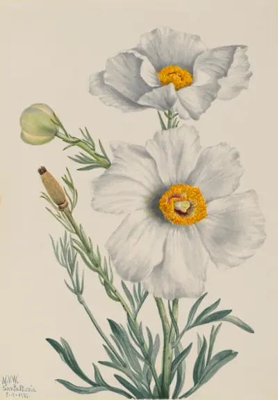 Matilija Poppy (Romneya coulteri)