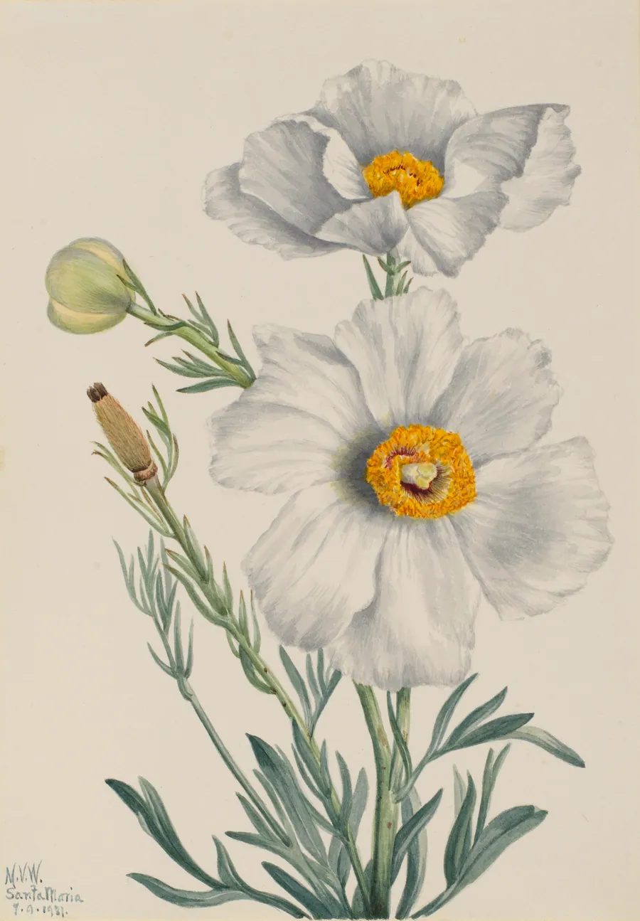 Matilija Poppy (Romneya coulteri) by Mary Vaux Walcott, born Philadelphia, PA 1860-died St. Andrews, New Brunswick, Canada 1940
