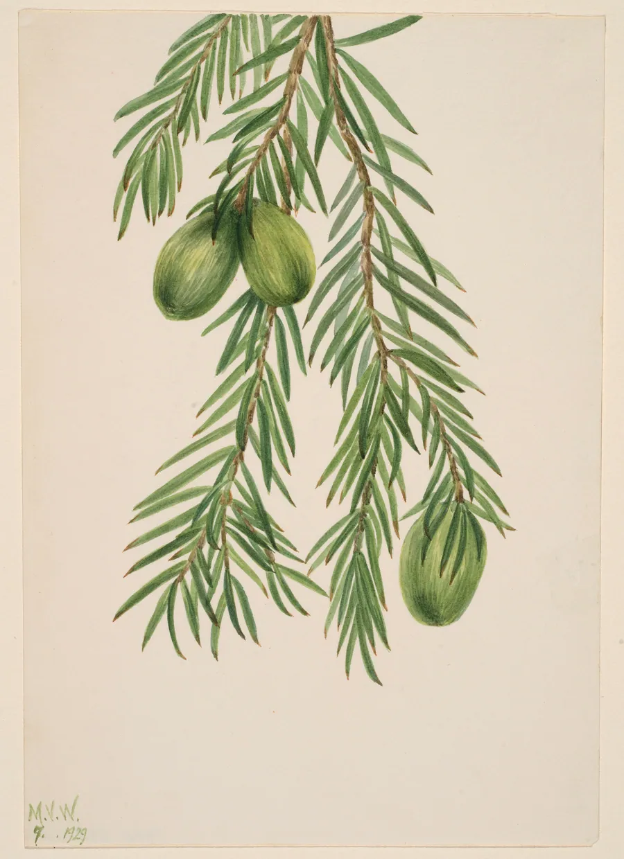California Nutmeg (Tumion californicum) by Mary Vaux Walcott, born Philadelphia, PA 1860-died St. Andrews, New Brunswick, Canada 1940