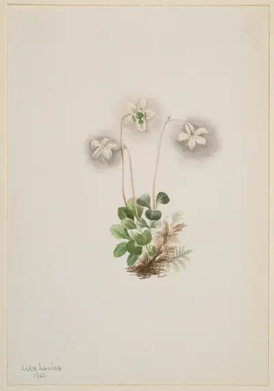 Wood-Nymph (Moneses uniflora)