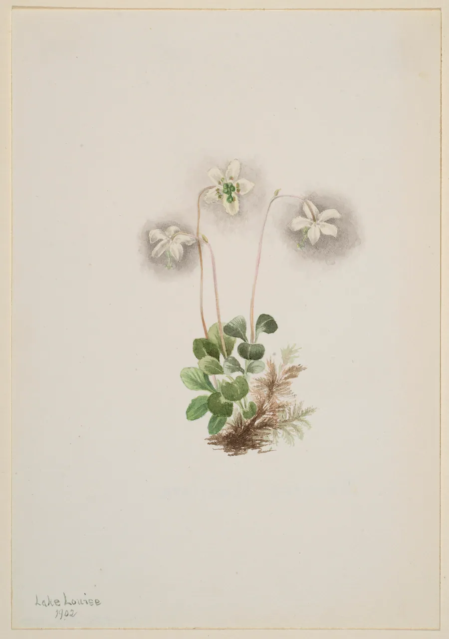 Wood-Nymph (Moneses uniflora) by Mary Vaux Walcott, born Philadelphia, PA 1860-died St. Andrews, New Brunswick, Canada 1940