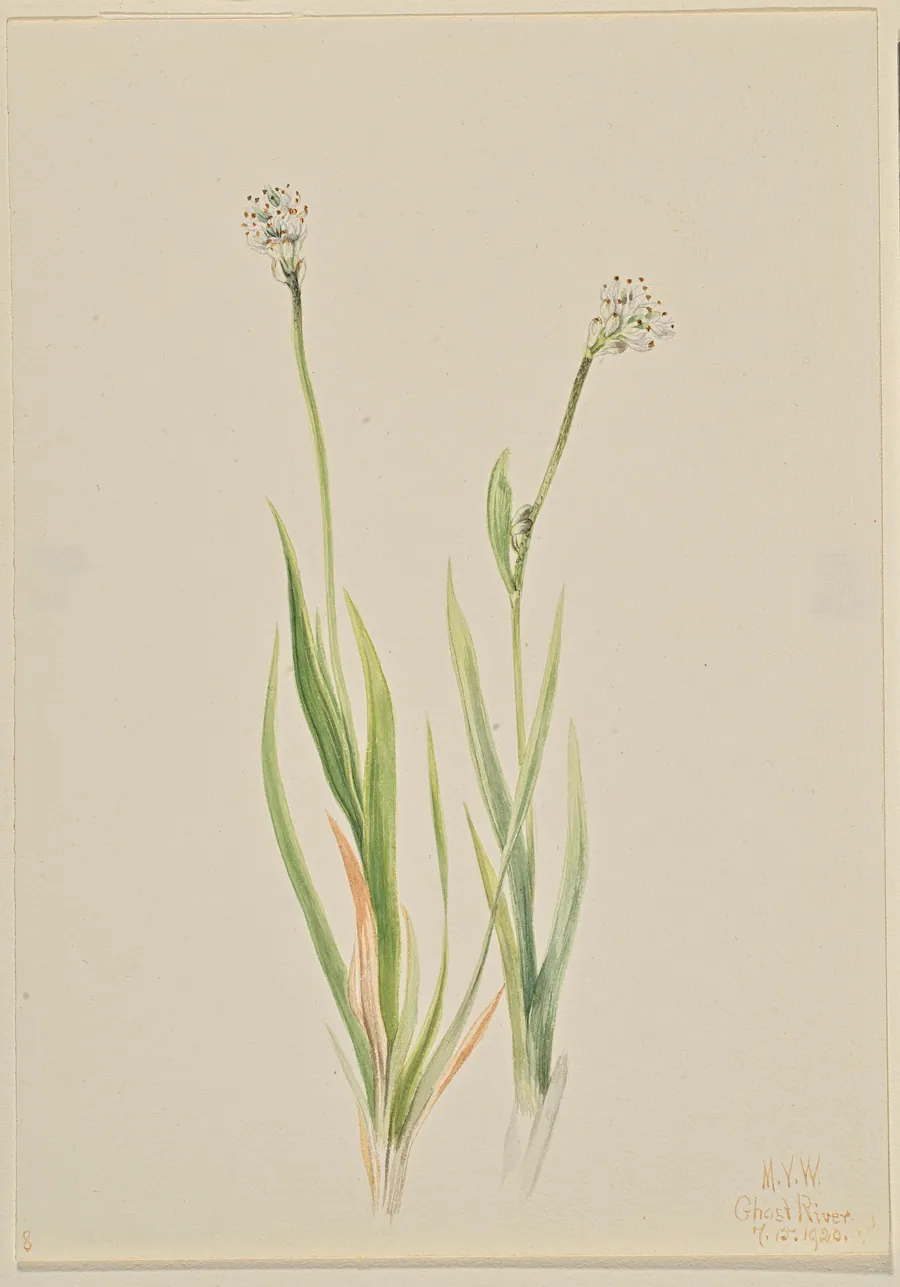 Bog-Asphodel (Tofieldia intermedia) by Mary Vaux Walcott, born Philadelphia, PA 1860-died St. Andrews, New Brunswick, Canada 1940