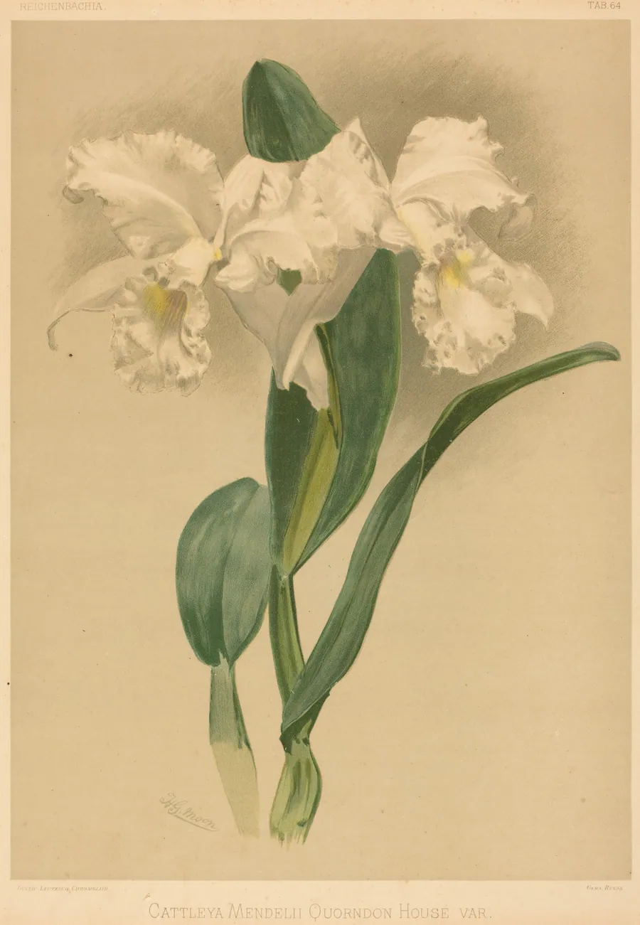 Cattleya Mendelii Quorndon House Var. by Gustav Leutzsch