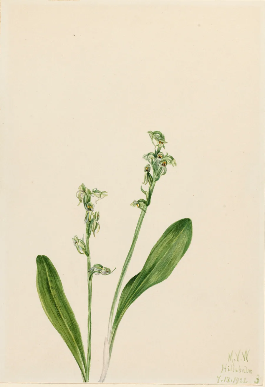 One-Leaf-Bog-Orchid (Habenaria obtusata) by Mary Vaux Walcott, born Philadelphia, PA 1860-died St. Andrews, New Brunswick, Canada 1940
