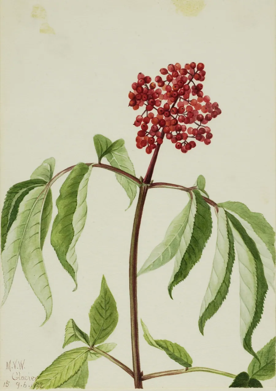 Scarlet Elder (Sambucus pubens) by Mary Vaux Walcott, born Philadelphia, PA 1860-died St. Andrews, New Brunswick, Canada 1940
