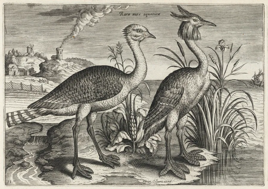 Bustard and Great Crested Grebe by Adriaen Collaert