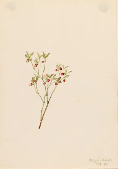 Grouse Whortleberry (Vaccinum scoparium)