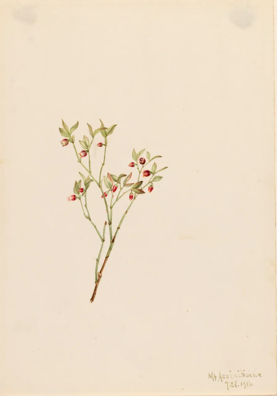 Grouse Whortleberry (Vaccinum scoparium) by Mary Vaux Walcott, born Philadelphia, PA 1860-died St. Andrews, New Brunswick, Canada 1940