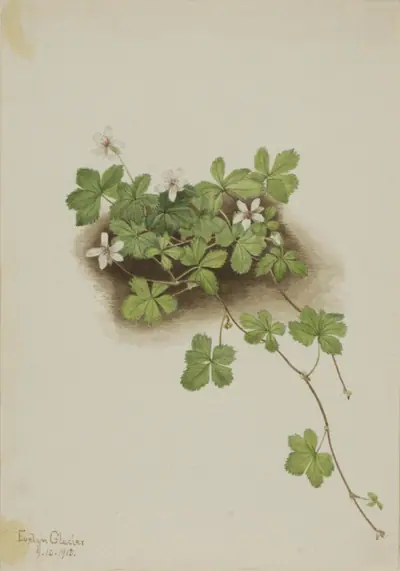 Red Dewberry (Rubus pedatus)
