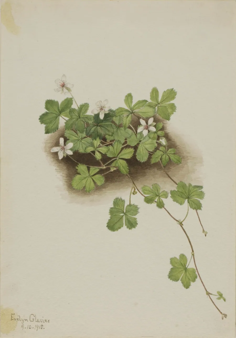 Red Dewberry (Rubus pedatus) by Mary Vaux Walcott, born Philadelphia, PA 1860-died St. Andrews, New Brunswick, Canada 1940