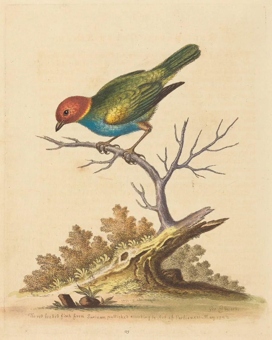 The Red-Headed Finch from Surinam by George Edwards