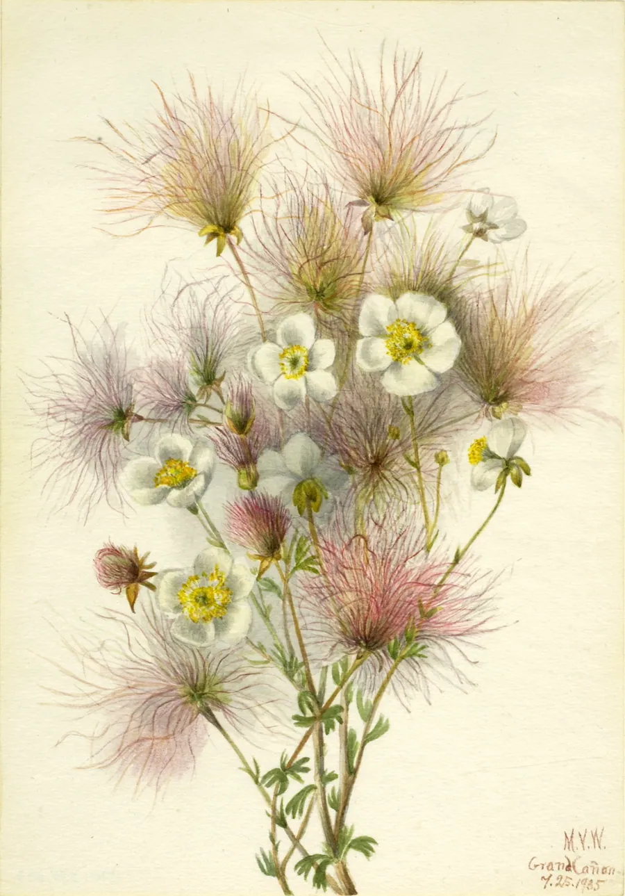 Apache Plume (Fallugia paradoxa) by Mary Vaux Walcott, born Philadelphia, PA 1860-died St. Andrews, New Brunswick, Canada 1940