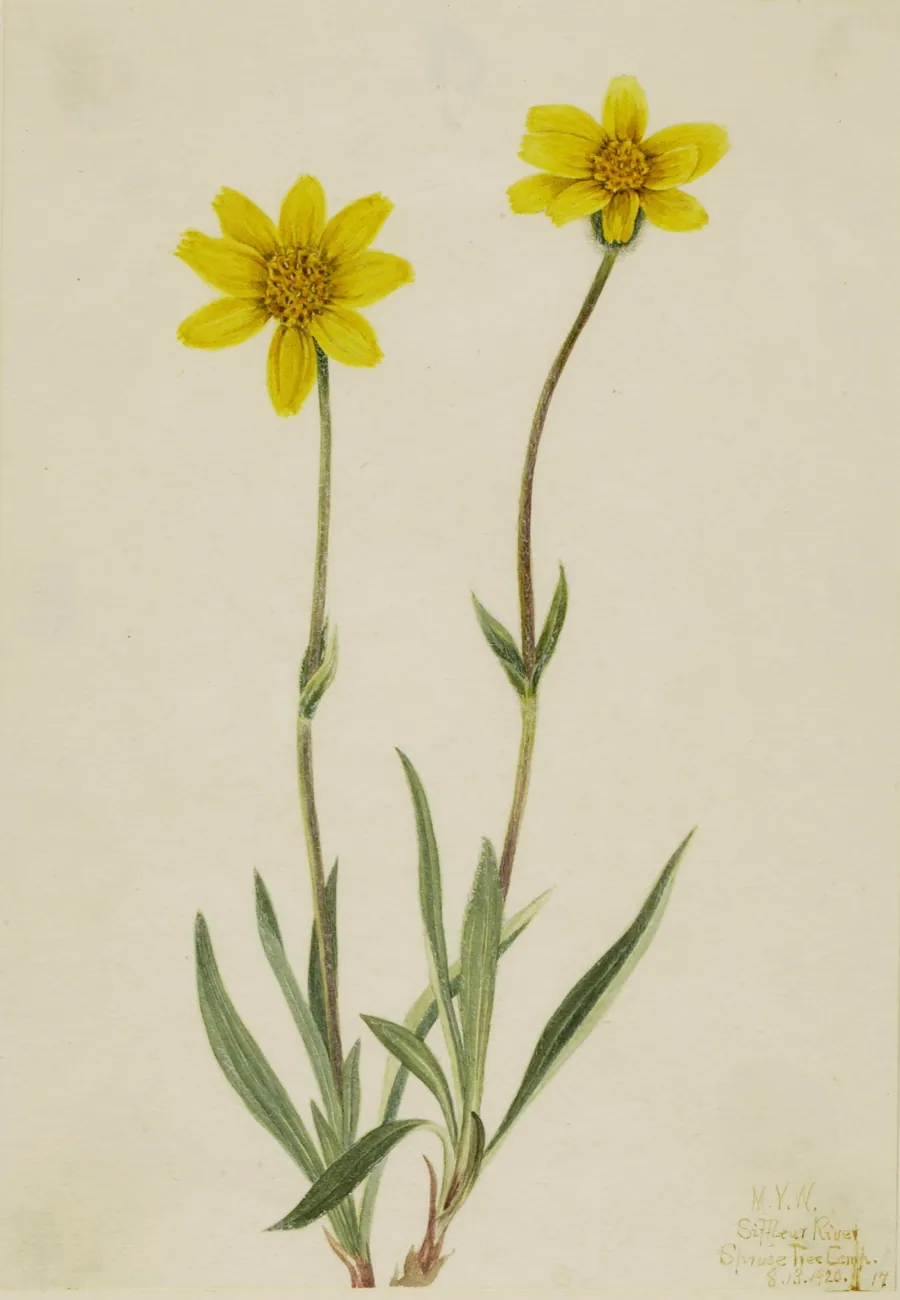Woolly Arnica (Arnica tomentosa) by Mary Vaux Walcott, born Philadelphia, PA 1860-died St. Andrews, New Brunswick, Canada 1940