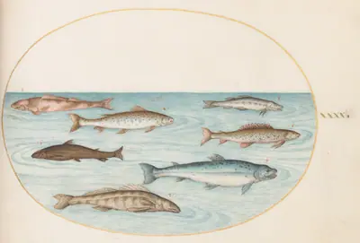 Plate 40: Salmon, Trout, and Freshwater(?) Fish
