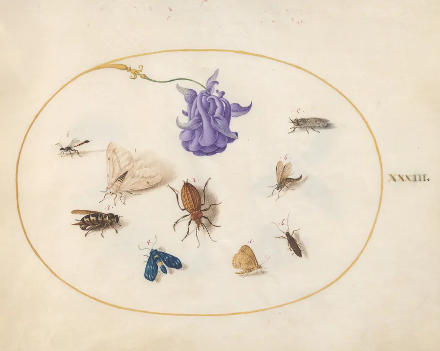 Plate 33: Moth and Butterfly with other Insects and a Columbine Flower by Joris Hoefnagel