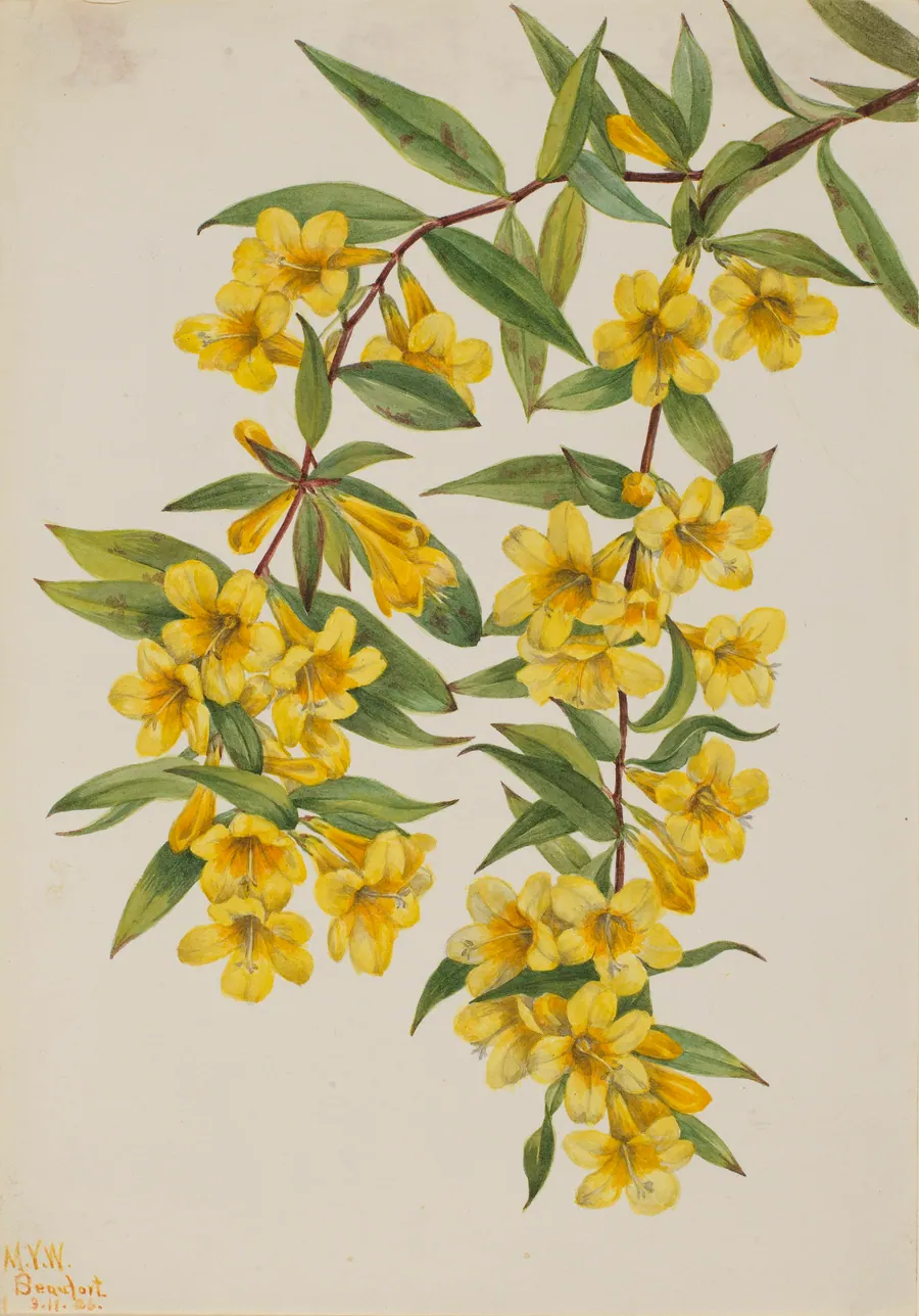 Carolina Jessamine (Gelsemium sempervirens) by Mary Vaux Walcott, born Philadelphia, PA 1860-died St. Andrews, New Brunswick, Canada 1940