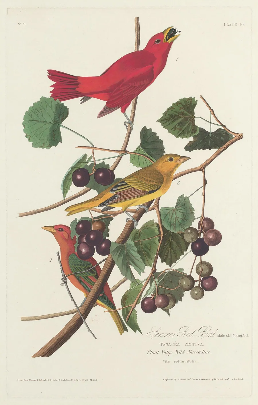 Summer Red Bird by Robert Havell, Jr.