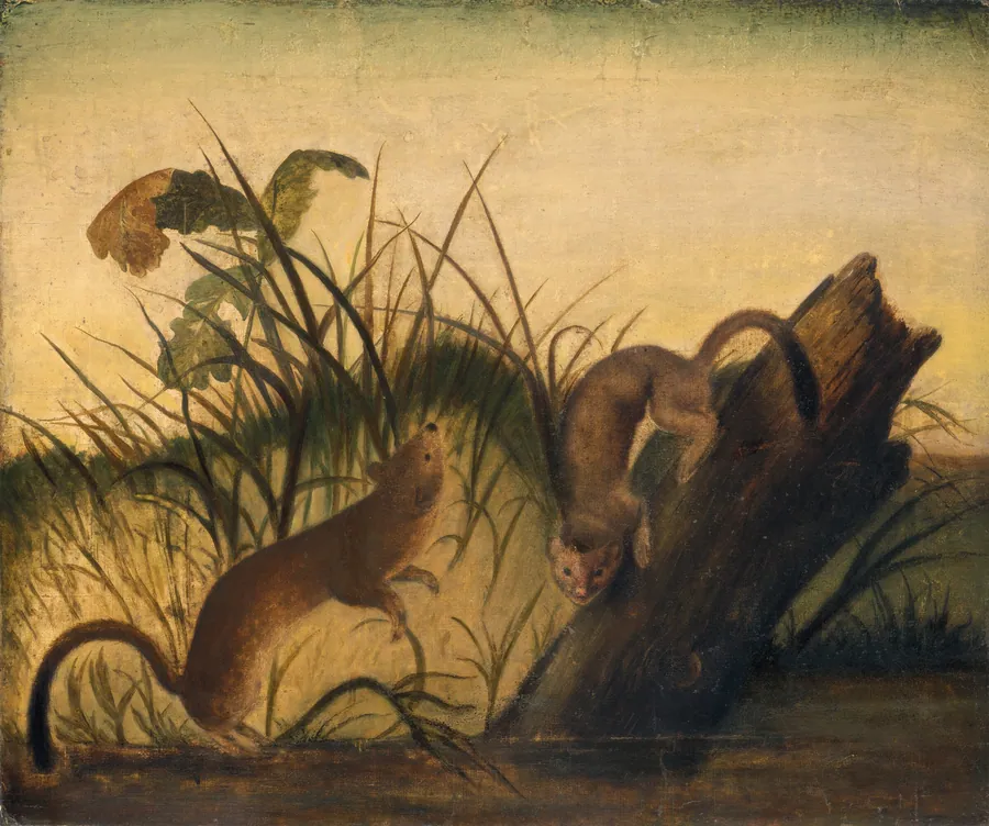 Long-Tailed Weasel by Anonymous Artist
