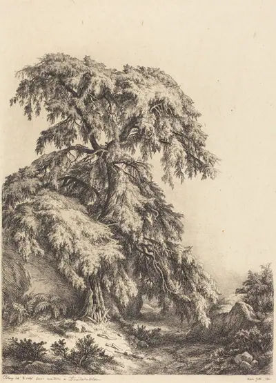 Juniper Tree