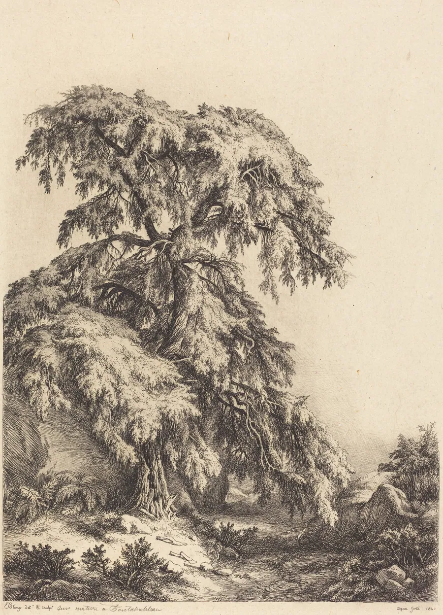 Juniper Tree by Eugène Bléry