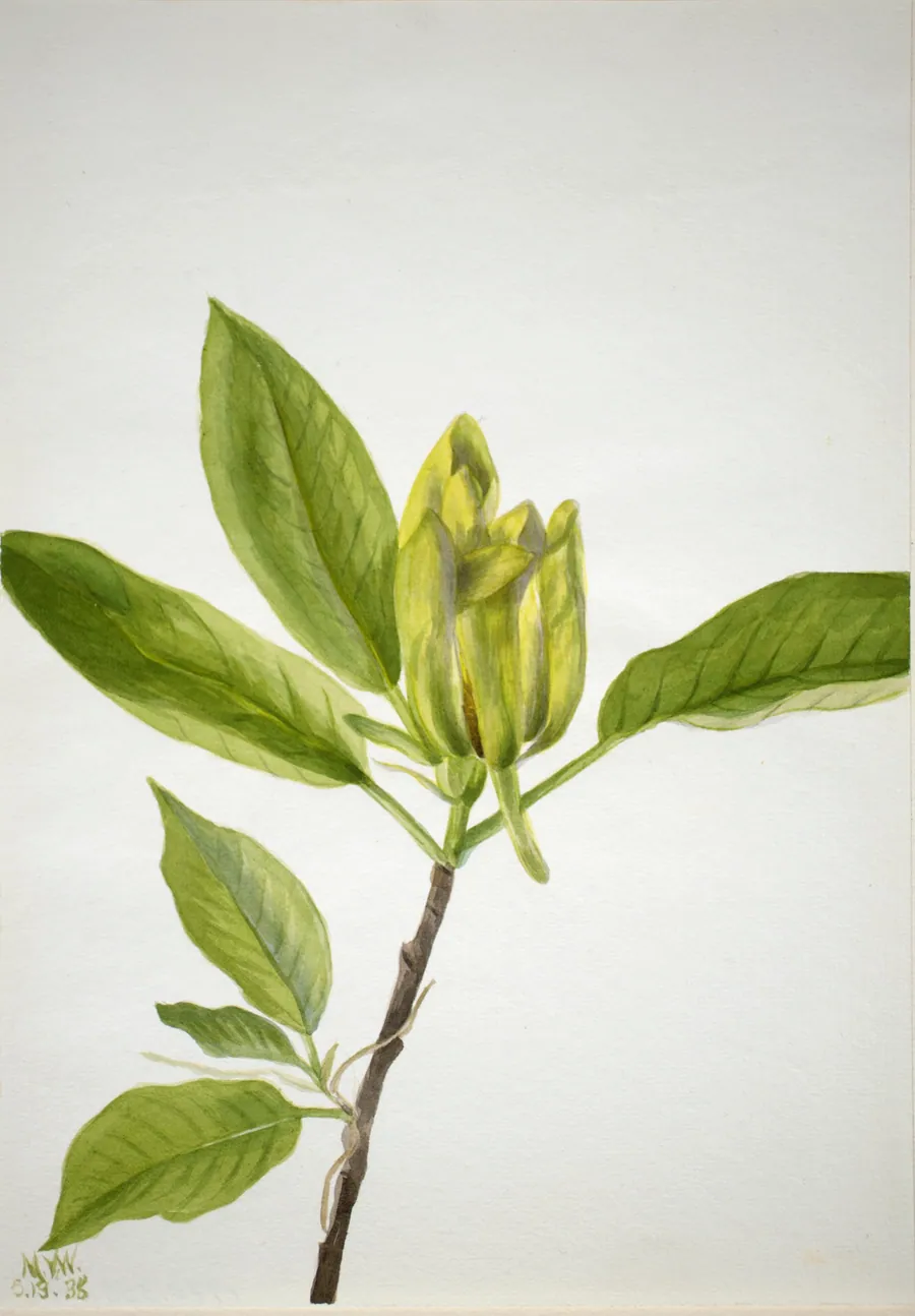 Cucumber Tree (Magnolia scuminata) by Mary Vaux Walcott, born Philadelphia, PA 1860-died St. Andrews, New Brunswick, Canada 1940